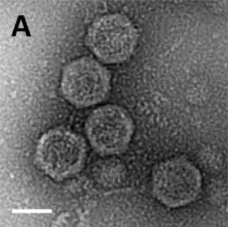 Negativ einer EM-Aufnahme gereinigter Sputnik-Virophagenpartikel. (Balken 500 nm).[8]
