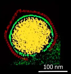Kryo-EM-Querschnitt eines Kapsids von PBCV-1, das gerade seine DNA in die Wirtszelle freisetzt.[2][Anm. 1]