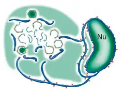 Ein Modell der Assemblierung von PBCV-1 zu infektiösen Partikeln. Es zeigt die aus dem Zellkern (Nu) abgeleiteten Zisternen (englisch cisternae), die mit Ribosomen (rote Kügelchen) dekoriert sind. Sie dienen in den viralen Assemblierungszentren als Vorläufer (dunkelblau) für einlagige virale Membranen (hellblau), d. h. als Kapsidstrukturen.[2][Anm. 1]