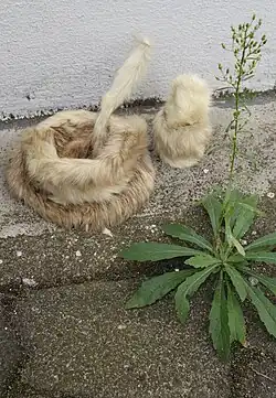 Surreal verfremdete Textur. Frühstücksgeschirr mit Fellüberzug. Frei nach Meret Oppenheim: Frühstück im Pelz, 1936.