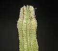 Euphorbia anoplia