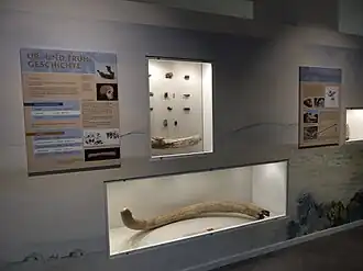 Vitrinenwand mit dem Stoßzahn eines Mammuts