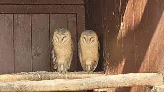 Schleiereule, Oktober 2022