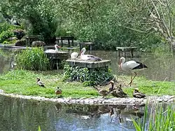 Weißstörche beim Brüten, Mai 2017