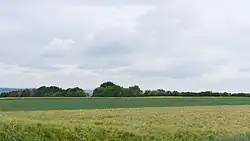 Vogelschutzgehölz Baumlohhohl