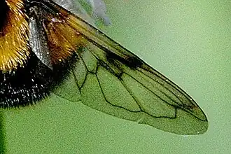 Flügeladerung von V. bombylans