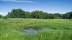 Wiesentümpel innerhalb des Naturschutzgebietes