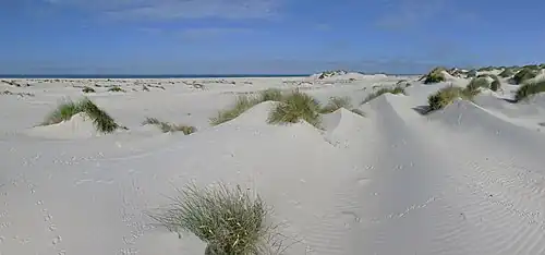 Kniepsand mit Primärdünen