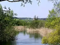 im Leutstettener Moos