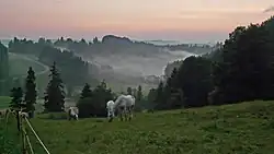 Wertachschlucht bei Wald