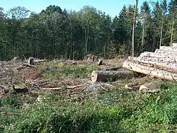 Vom Sturm Kyrill im Januar 2007 angerichteter Waldschaden in Bürenbruch oberhalb des Michaelisweges.