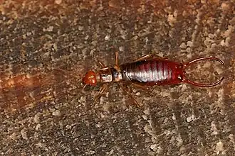 Der Waldohrwurm (Chelidurella acanthopygia) ist ebenfalls sehr weit verbreitet. Im Bild zu sehen ist ein Männchen. Der nah verwandte Bergwaldohrwurm lebt in Mitteleuropa in den Alpen.