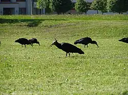 Wiederansiedlungsprojekt der ausgestorbenen Waldrappe