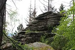 Eine umgestürzte Birke versperrt den Zuweg