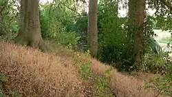 Wallaußenseite zur Fuhseniederung