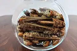 Wanderheuschrecken (Locusta migratoria)