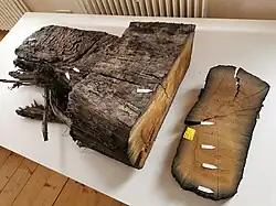 Schnitt durch einen Holzbalken der Wasserburg im Museum unter der Yburg