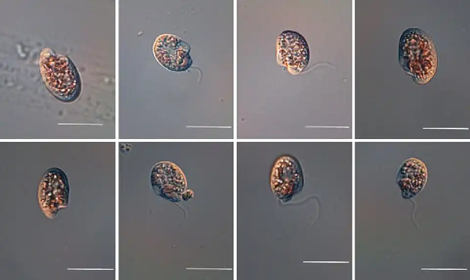 LM-Aufnahmen von O. marina OMGS 0105. Balken: 20 µm.