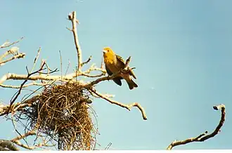 Männchen beim Nestbau