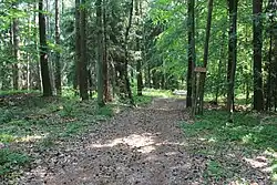 Waldweg im Gipfelbereich des Külmitz mit Hinweisschild auf den Keltenwall, der als Bodenwellen erkennbar ist