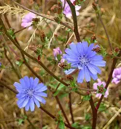 2009 Gemeine Wegwarte