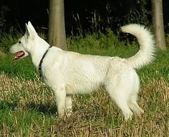 Berger Blanc Suisse: Weisser Schweizer Schäferhund