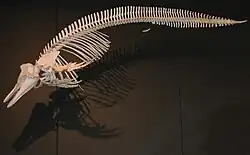 Weißschnauzendelfin