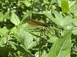 weibl. Blauflügel-Prachtlibelle im NSG bei Zurmühle