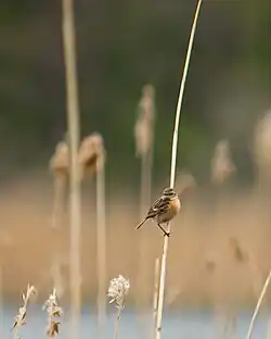 Weibliches Schwarzkehlchen im Schilf am Ahrensee in Schleswig-Holstein