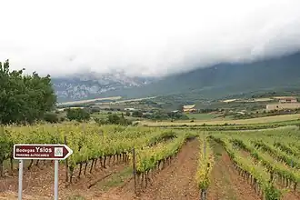 Weinreben des Bodegas Ysios
