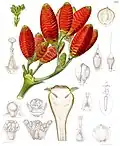 Illustration aus Curtis's Botanical Magazine, 1863