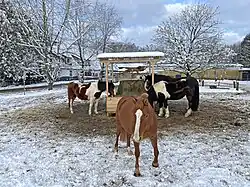 Reiterhof Werbsiepen 123