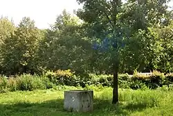 Peter-Joseph-Lenné-Eiche