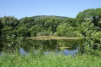 See im Nordosten der Aue mit dem Muschelkalkrücken der Adolfsburg im Hintergrund.