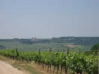 Der Westerberg bei Großwinternheim