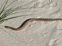 Westliche Hakennasennatter (Heterodon nasicus)