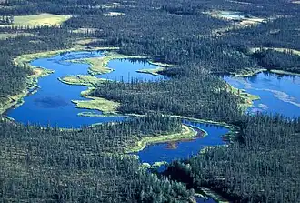 Feuchtgebiet mit Fichtenwald