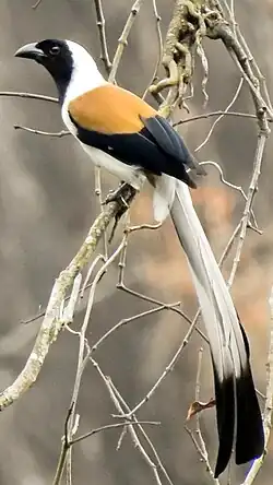 Weißbauch-Baumelster (D. leucogastra)