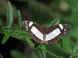 Janatella leucodesma