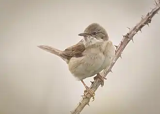 Dorngrasmücke – liebt offene Landschaft mit Dornengebüsch