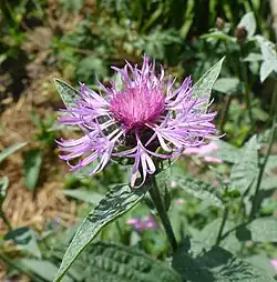 Wiesen-Flockenblume (Centaurea jacea)