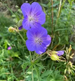 Wiesen-Storchschnabel
