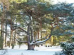 Schirmföhre auf dem Gipfel