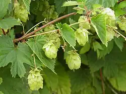 Zapfenförmige Fruchtstände des Hopfens