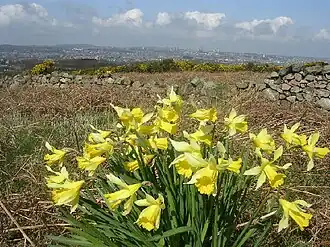 Blick von Tullos Hill über Aberdeen