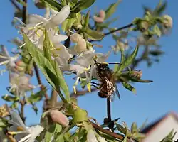 Winter-Heckenkirsche