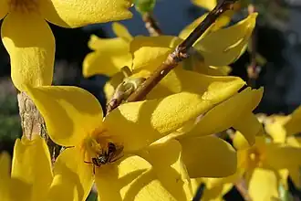 Wildbiene an „Beatrix Farrand“