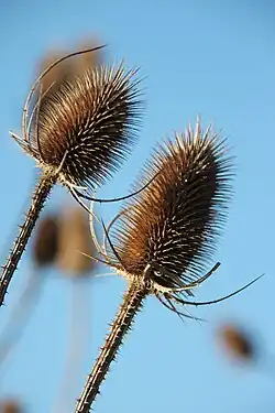 Bild: Wilde Karde im Februar
