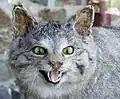 Die seltene und scheue Wildkatze lebt im Naturpark (hier ein ausgestelltes präpariertes Tier).