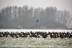 Wildgänse in Grietherort